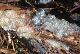 Attēlu rezultāti vaicājumam “Exidia thuretiana”