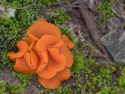 Attēlu rezultāti vaicājumam “Melastiza chateri”