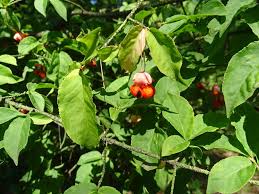 Attēlu rezultāti vaicājumam “Euonymus verrucosus fruit”