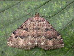 Attēlu rezultāti vaicājumam “Triphosa dubitata”