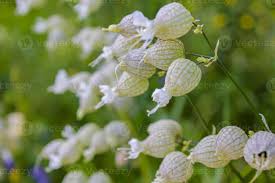 Attēlu rezultāti vaicājumam “Silene viscaria leaf”
