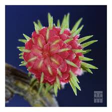 Attēlu rezultāti vaicājumam “Larix kaempferi female flower”