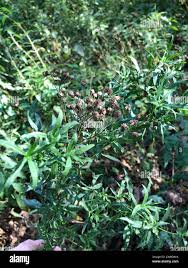 Attēlu rezultāti vaicājumam “Achillea salicifolia leaf”
