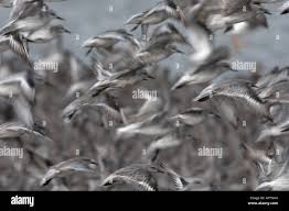Attēlu rezultāti vaicājumam “Calidris canutus adult”