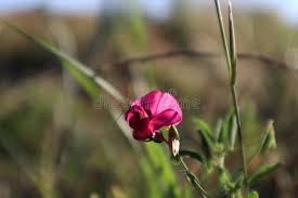 Attēlu rezultāti vaicājumam “Lathyrus tuberosus bud”