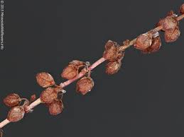 Attēlu rezultāti vaicājumam “Rumex acetosa bud”