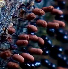 Attēlu rezultāti vaicājumam “Comatricha alta macro”