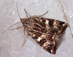 Attēlu rezultāti vaicājumam “Protoschinia scutosa”