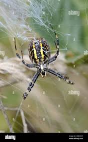 Attēlu rezultāti vaicājumam “Argiope bruennichi female”