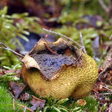 Attēlu rezultāti vaicājumam “Scleroderma citrinum”