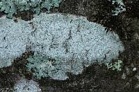 Attēlu rezultāti vaicājumam “Lecanora albella”