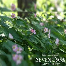 Attēlu rezultāti vaicājumam “Rubus parviflorus”