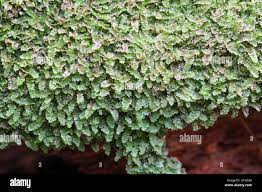 Attēlu rezultāti vaicājumam “Calypogeia sphagnicola”