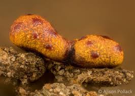 Attēlu rezultāti vaicājumam “Willkommlangea reticulata spores”