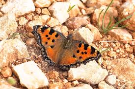 Attēlu rezultāti vaicājumam “Nymphalis polychloros upperside”