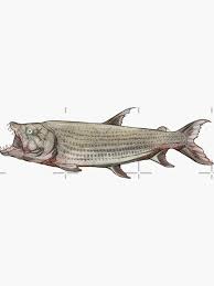 Image result for Goliath Tigerfish