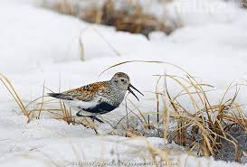 Attēlu rezultāti vaicājumam “Calidris alpina adult”
