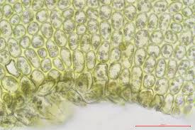 Attēlu rezultāti vaicājumam “Barbilophozia kunzeana”