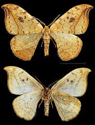 Attēlu rezultāti vaicājumam “Drepana falcataria”