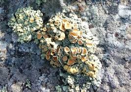 Attēlu rezultāti vaicājumam “Rhizocarpon geographicum”