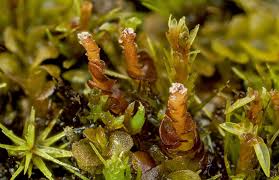 Attēlu rezultāti vaicājumam “Odontoschisma denudatum”