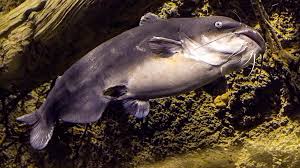 Image result for Ictalurus furcatus