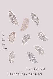 Attēlu rezultāti vaicājumam “Tremellodendropsis tuberosa”