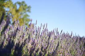 Attēlu rezultāti vaicājumam “Lavandula angustifolia”