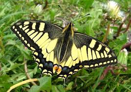 Attēlu rezultāti vaicājumam “Papilio machaon upperside”