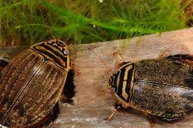 Attēlu rezultāti vaicājumam “Acilius sulcatus female”