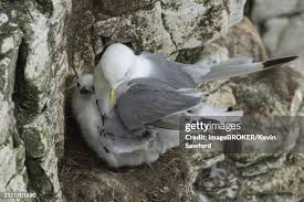 Attēlu rezultāti vaicājumam “Rissa tridactyla nest”