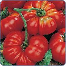 Afbeeldingsresultaat voor costoluto genovese tomato