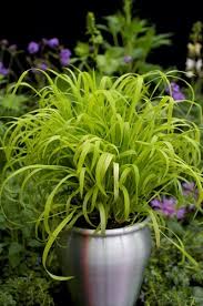 Attēlu rezultāti vaicājumam “Milium effusum flower”