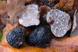 Attēlu rezultāti vaicājumam “Anomoporia bombycina”