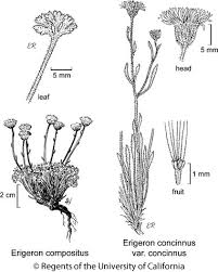 Attēlu rezultāti vaicājumam “Erigeron annuus leaf”