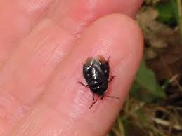 Attēlu rezultāti vaicājumam “Adomerus biguttatus”