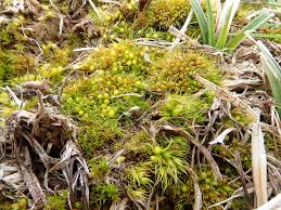 Attēlu rezultāti vaicājumam “Pleuridium subulatum”