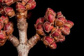 Attēlu rezultāti vaicājumam “Acer saccharinum bud”