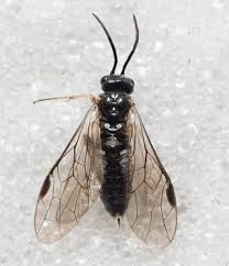 Attēlu rezultāti vaicājumam “Tenthredinidae”