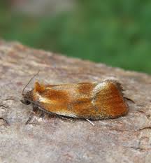 Attēlu rezultāti vaicājumam “Eulia ministrana”