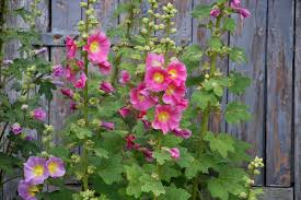 Image result for Stockrose