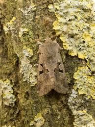 Attēlu rezultāti vaicājumam “Orthosia gothica”