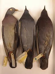 Attēlu rezultāti vaicājumam “Columba livia f. domestica adult”