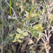 Attēlu rezultāti vaicājumam “Sisymbrium altissimum”