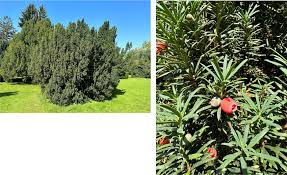 Attēlu rezultāti vaicājumam “Taxus baccata leaf”