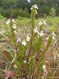 Image result for Euphrasia stricta