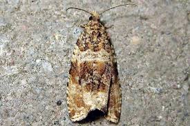 Attēlu rezultāti vaicājumam “Orthotaenia undulana”