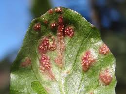 Attēlu rezultāti vaicājumam “Pucciniales”