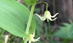 Attēlu rezultāti vaicājumam “Trichia erecta stalked”