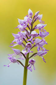 Attēlu rezultāti vaicājumam “Orchis militaris”